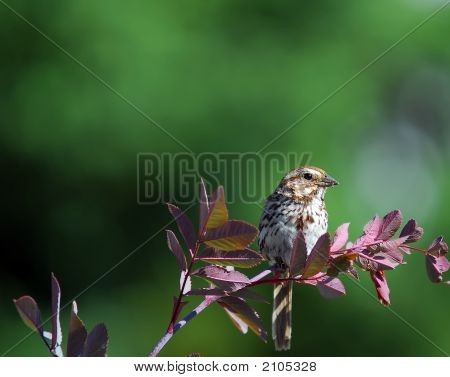 チッピング雀 (Spizella Passerina)