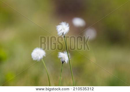 Flower Of Natural Cotton Grass (eriophorum)