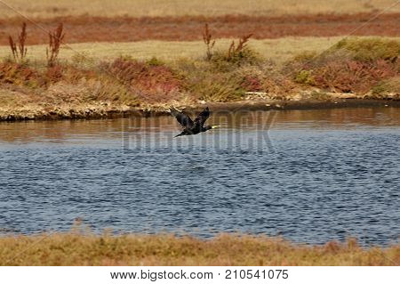 View of a flying cormorant in Evros river Greece.