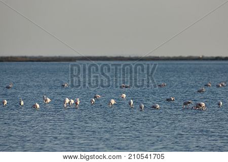 View of pink flamingos birds in Evros river Greece.