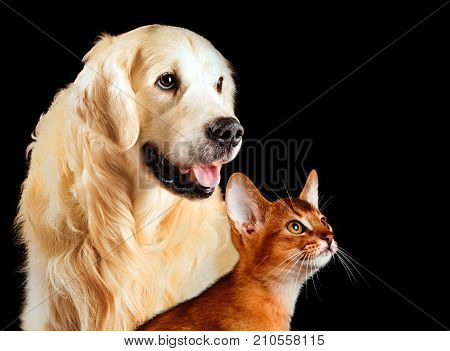 Cat And Dog, Abyssinian Cat, Golden Retriever Together Looks At Right Isolated On Black