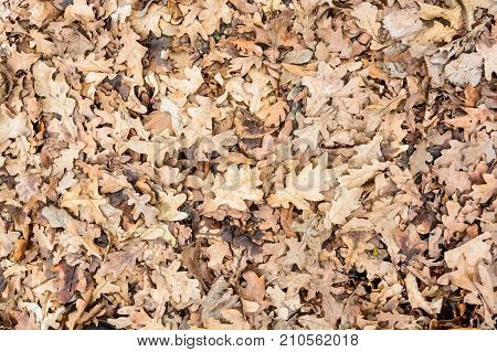 Background of dry fallen oaken leaves on the ground