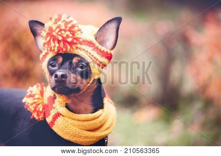 Beautiful dog, a puppy in a yellow scarf with pampons sitting on a background of autumn foliage. Space for text. Lovely, funny puppy