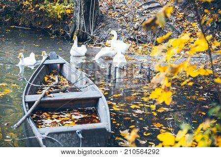 swan sweem in the lake in autumn day under tree with yellow leaves