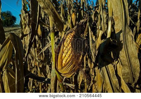 Field corn ready for harvest in the late day golden sun of a bright and sunny October day. Field corn is used to feed livestock, make ethanol and thousands of other bio-based products.