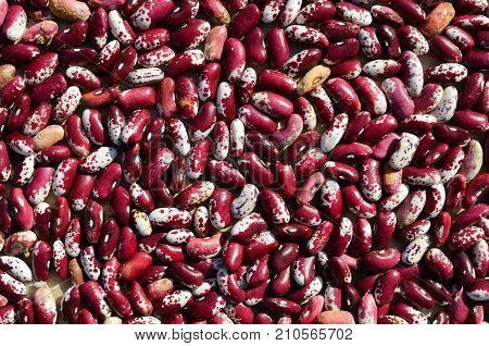 Closeup image of red white haricot kidney beans background