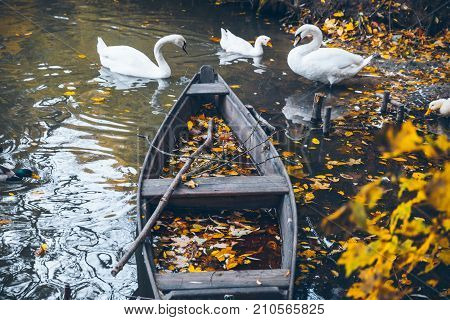 swan sweem in the lake in autumn day under tree with yellow leaves