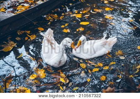 swan sweem in the lake in autumn day under tree with yellow leaves