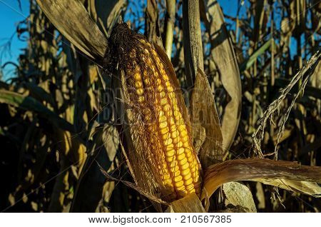 Field corn ready for harvest in the late day golden sun of a bright and sunny October day. Field corn is used to feed livestock, make ethanol and thousands of other bio-based products.