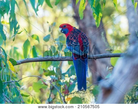 Colorful Crimson Rosella