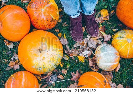 woman lags near pumpkins in autumn day
