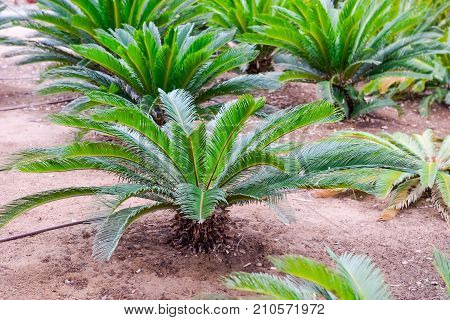 Close Up Small Palm Trees In Nursery Plantation With Artificial Irrigation, Selective Focus. Space F