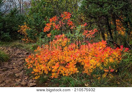 Autumn colored foliage in the Beautiful canyon Vela Draga in autumnn, Croatia, HR