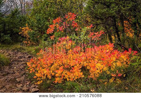 Autumn colored foliage in the Beautiful canyon Vela Draga in autumnn, Croatia, HR