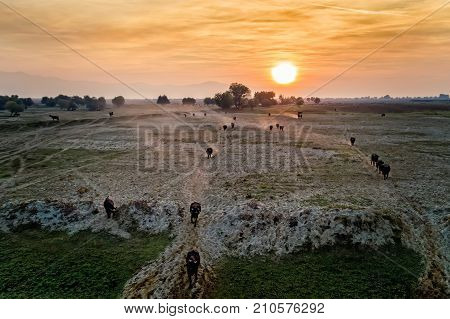 Water Buffalo Grazing At Sunset  Next To The River Strymon In Northern Greece.