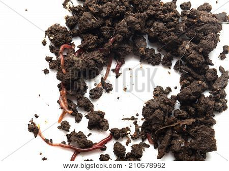 worm in the ground on a white background .
