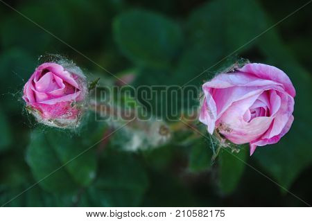 Beautiful pink roses blooming in the garden