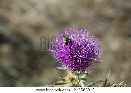 the bee collects the pollen from the thistle flower. Macro photography.