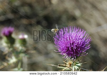 the bee collects the pollen from the thistle flower. Macro photography.