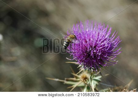the bee collects the pollen from the thistle flower. Macro photography.
