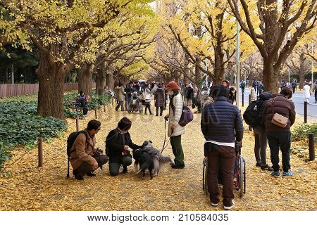 Ginkgo Avenue