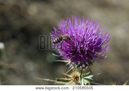 the bee collects the pollen from the thistle flower. Macro photography.