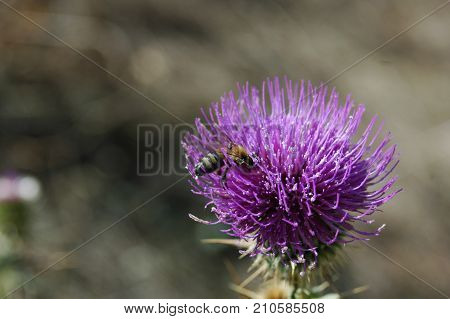 the bee collects the pollen from the thistle flower. Macro photography.