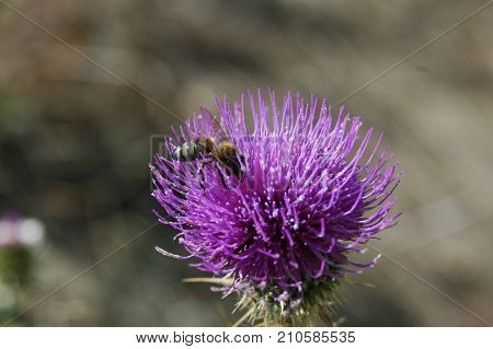 the bee collects the pollen from the thistle flower. Macro photography.