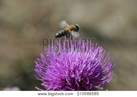 the bee collects the pollen from the thistle flower. Macro photography.