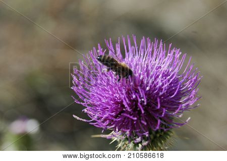 the bee collects the pollen from the thistle flower. Macro photography.