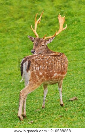 Deer Grazing On The Grass