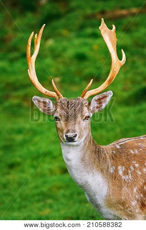 Portrait Of Deer
