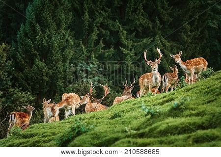 Deers Near The Forest