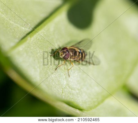 fly in nature. macro . In the park in nature