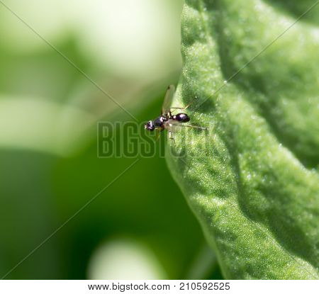 fly in nature. macro . In the park in nature