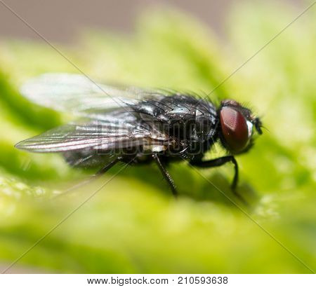 fly in nature. macro . In the park in nature