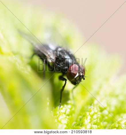 fly in nature. macro . In the park in nature