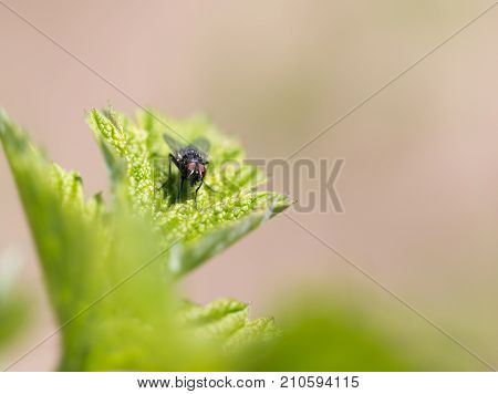 fly in nature. macro . In the park in nature