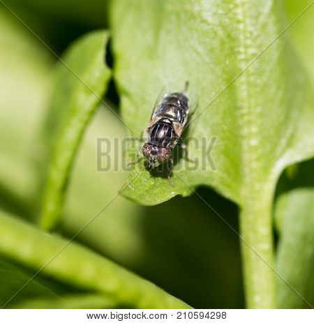 fly in nature. macro . In the park in nature