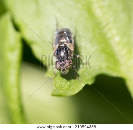 fly in nature. macro . In the park in nature