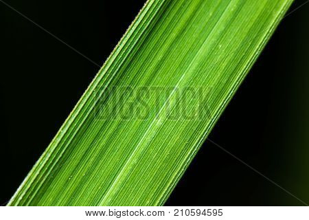 Closeup nature view of green leaf texture on black background in garden with copy space using as background natural greenery plants landscape ecology fresh wallpaper concept.