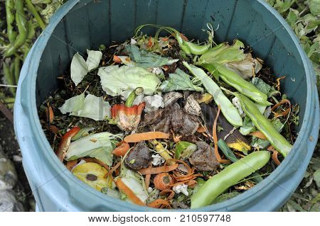 Kitchen Waste