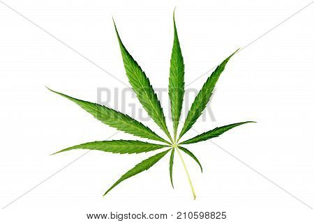 Cannabis leaf Isolated on white background. Green leaves marijuana.