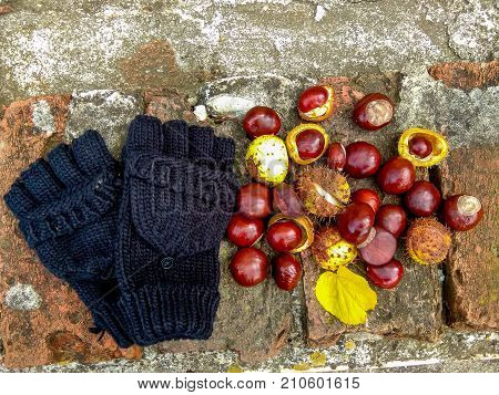 Ripe chestnuts on ground, outdoor shoot, top view, autumn background