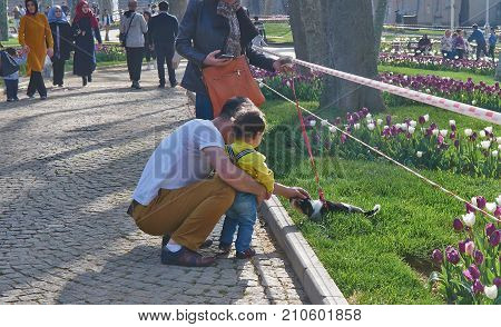 Istanbul Turkey - April 06 2016 Annual Spring Festival of Tulips new design Gulhane Park local people and tourists are getting rest father with child stroking a dog slice of life editorial.