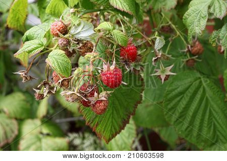 Branch of raspberries with bright berries in a summer garden