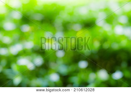 Beautiful abstract green white and light bokeh shine though the trees in the nature.