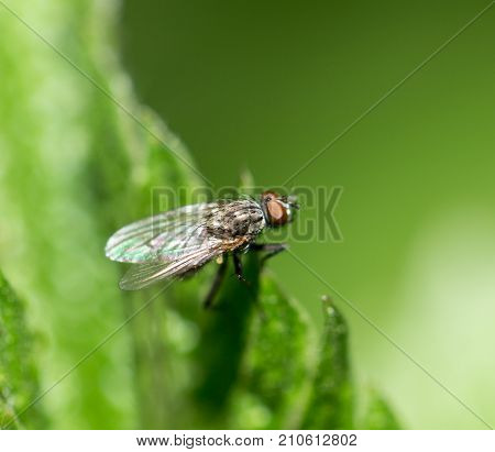fly in nature. macro . In the park in nature