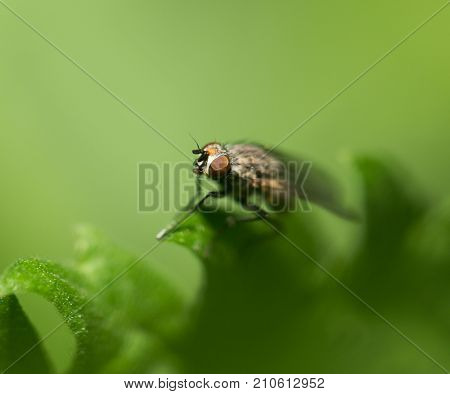 fly in nature. macro . In the park in nature
