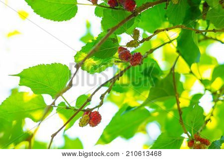 Fresh red and blue mullberry on the tree with green and yellow leafs. look up view Nature light through the leaf.